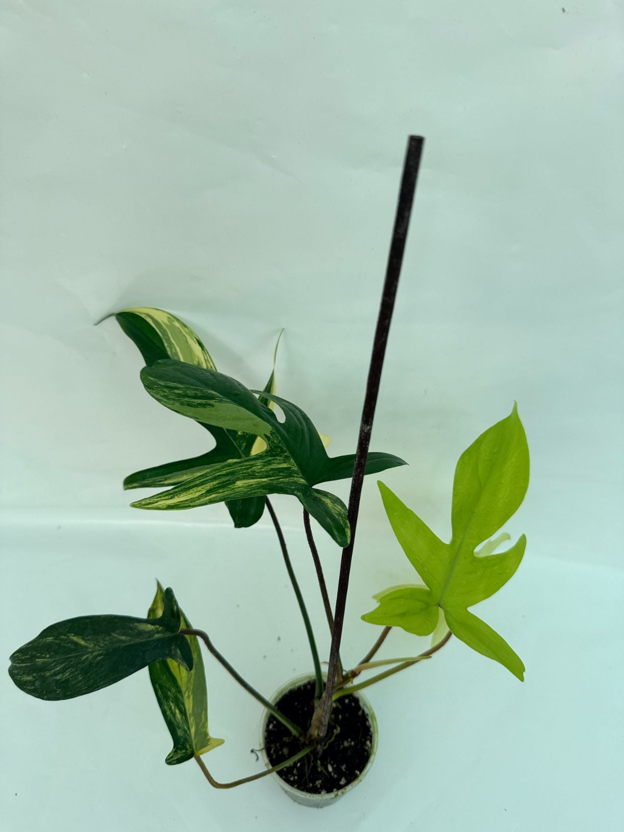 Philodendron_Florida_Beauty_Variegata25-10-28-4