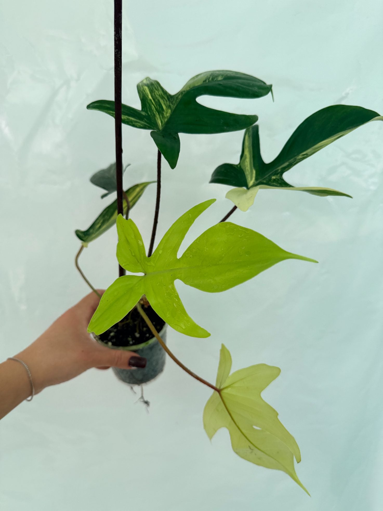 Philodendron_Florida_Beauty_Variegata25-10-28-4