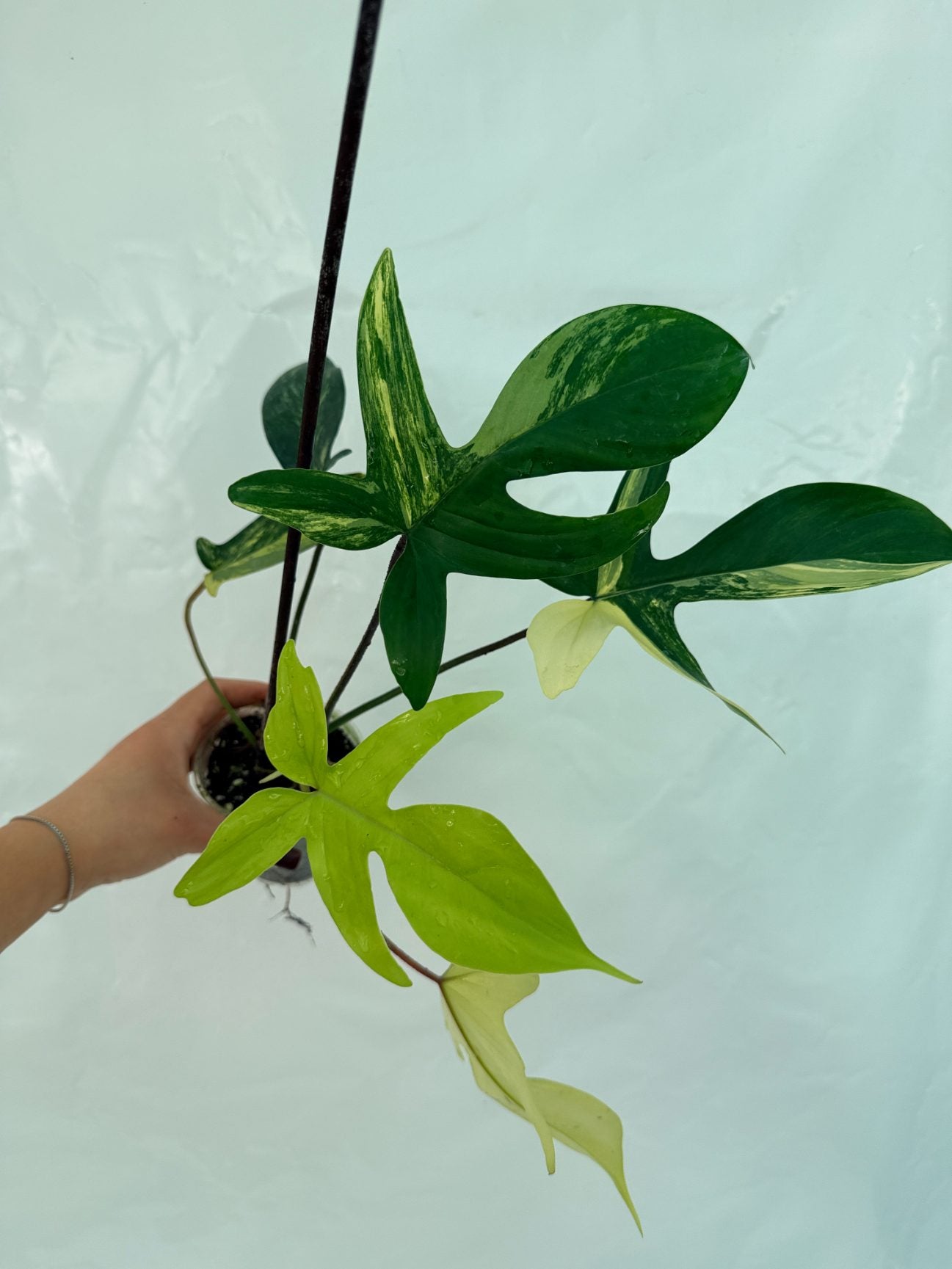 Philodendron_Florida_Beauty_Variegata25-10-28-4