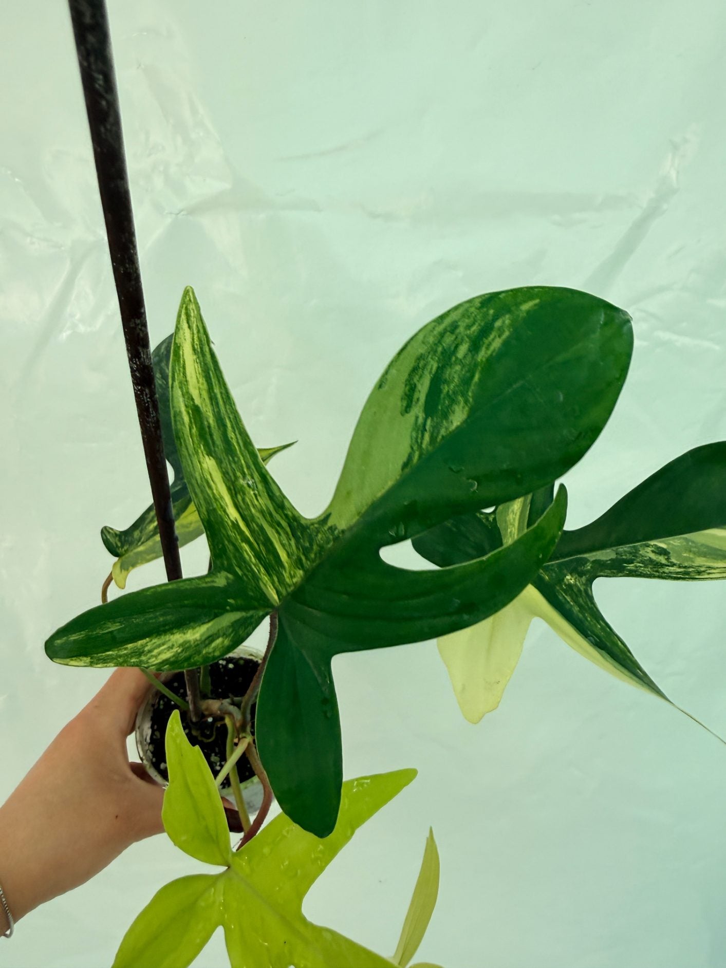 Philodendron_Florida_Beauty_Variegata25-10-28-4