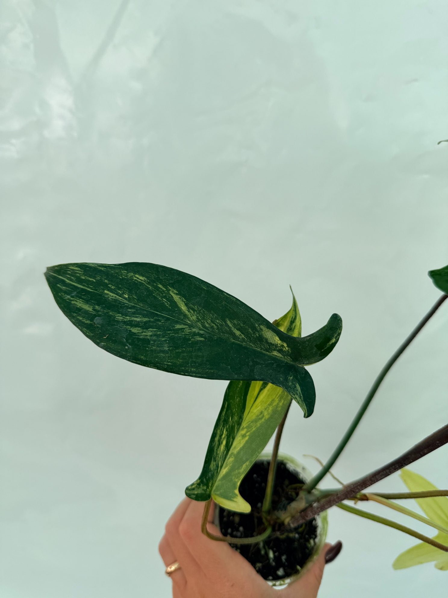 Philodendron_Florida_Beauty_Variegata25-10-28-4