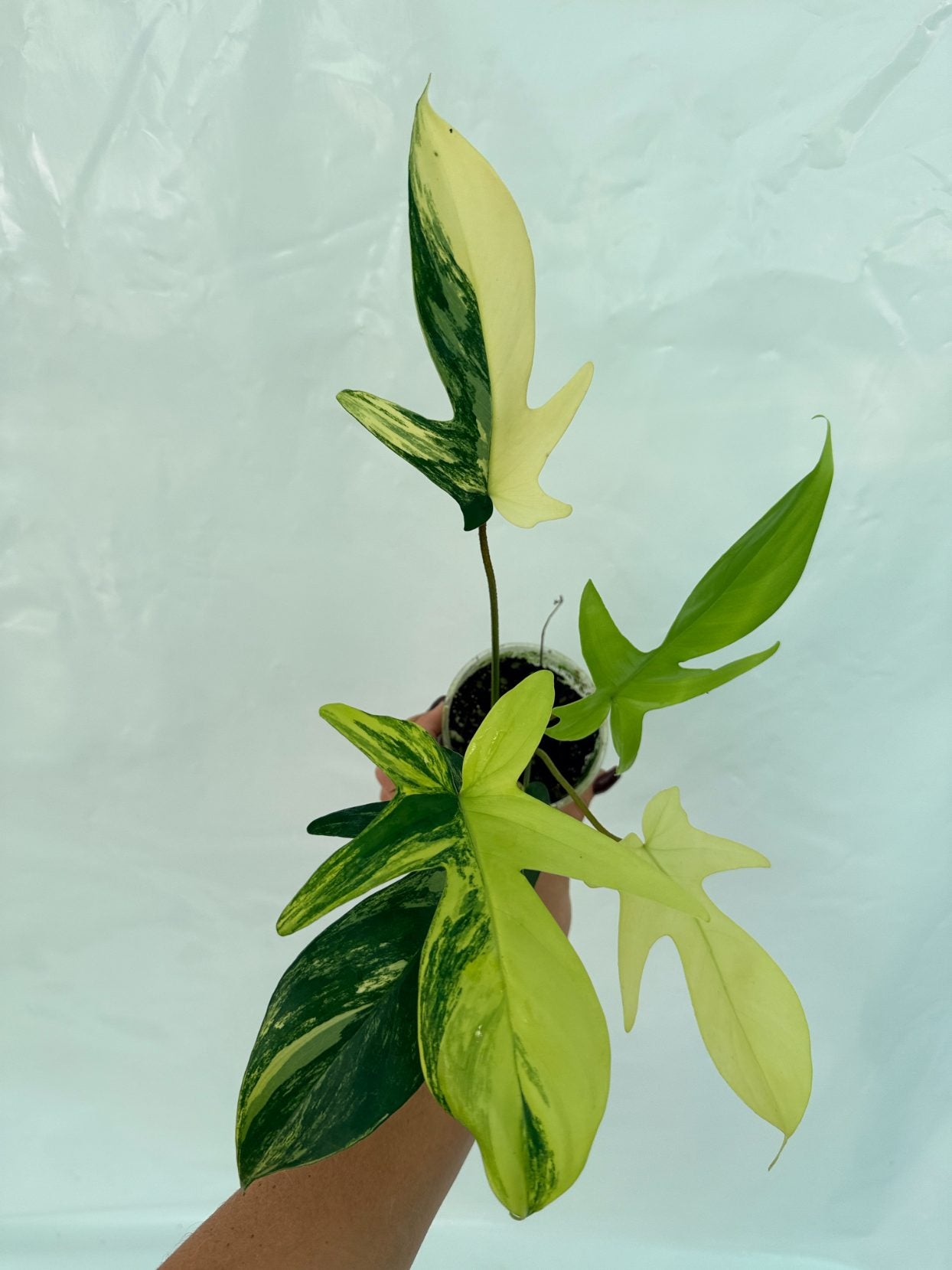 Philodendron_Florida_Beauty_Variegata25-10-28-5
