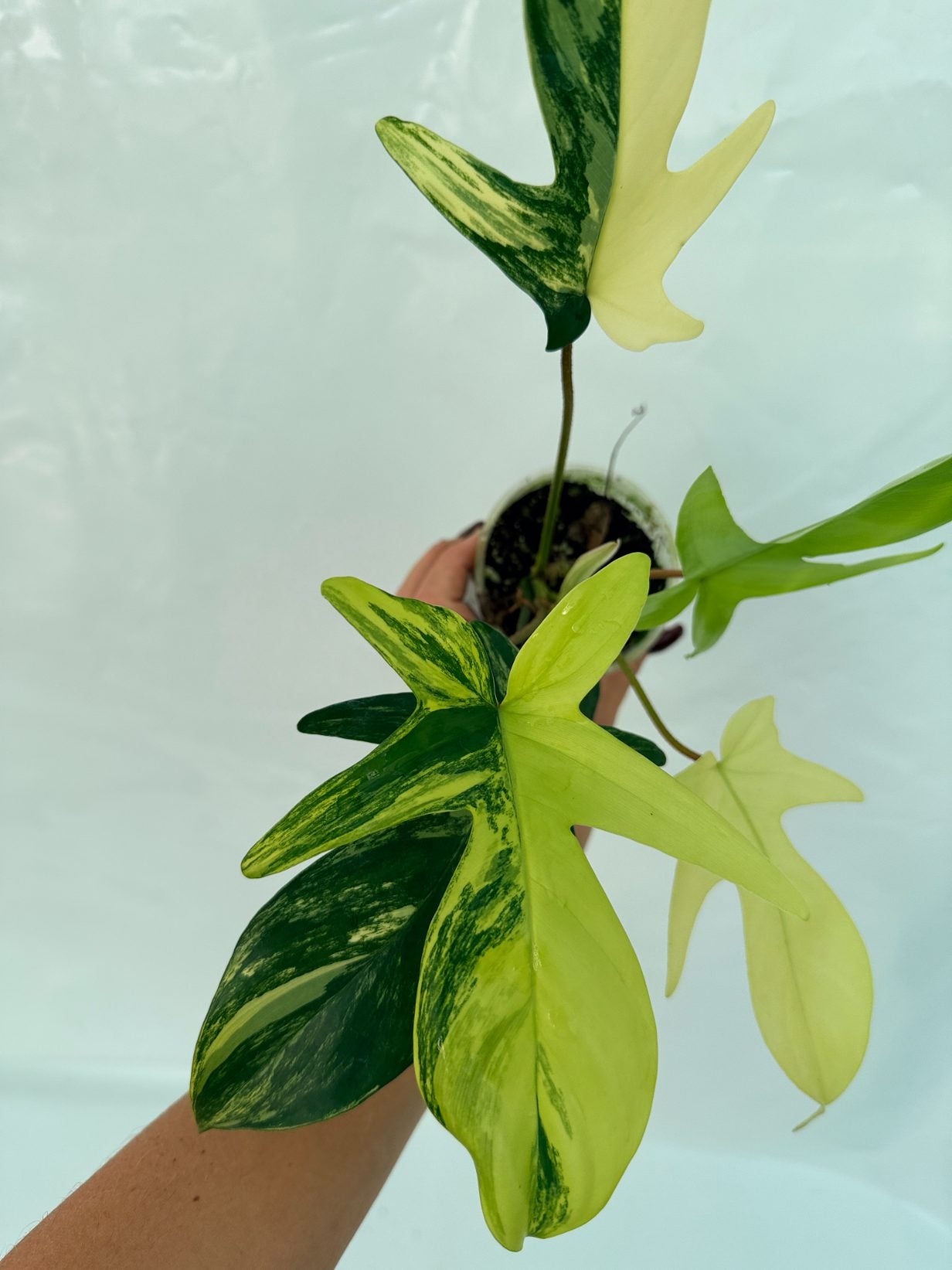 Philodendron_Florida_Beauty_Variegata25-10-28-5