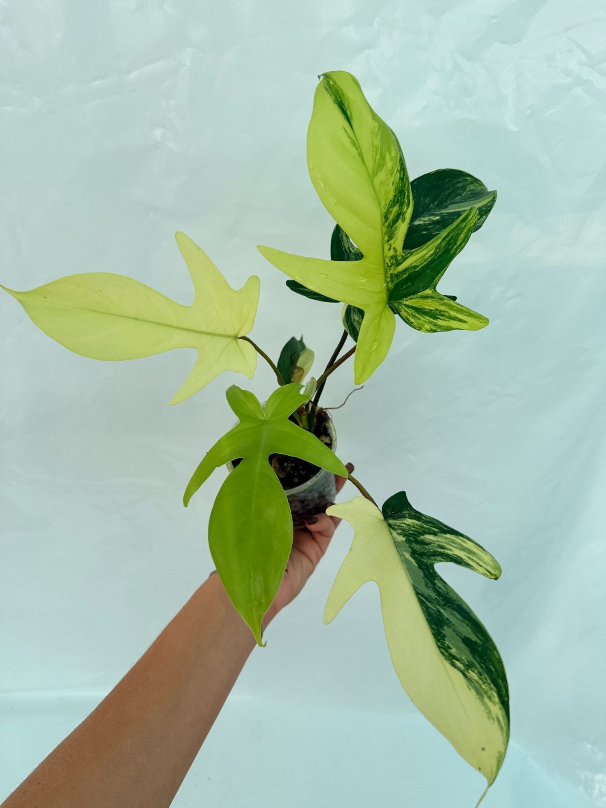 philodendron florida beauty price Philodendron Florida Beauty Variegata
