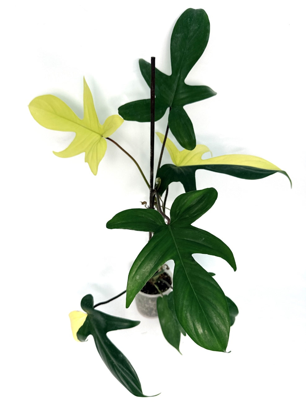 Philodendron_Florida_Beauty_Variegata