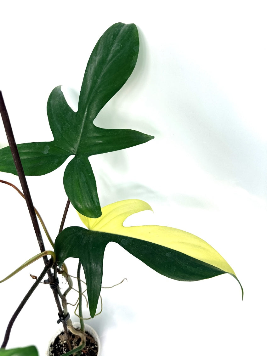 Philodendron_Florida_Beauty_Variegata