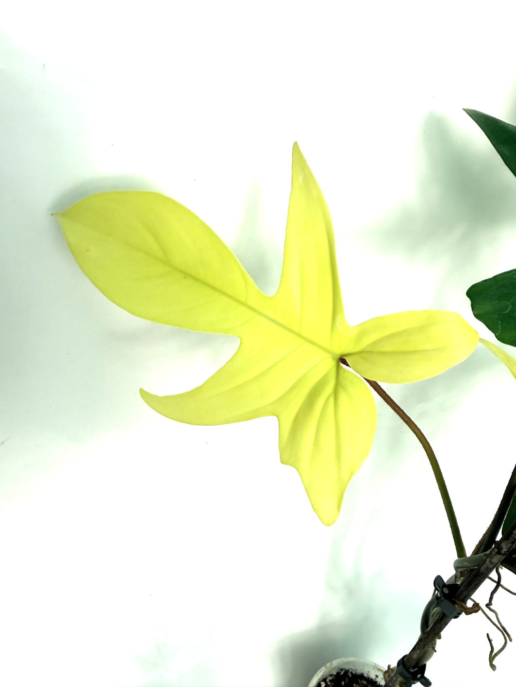 Philodendron_Florida_Beauty_Variegata