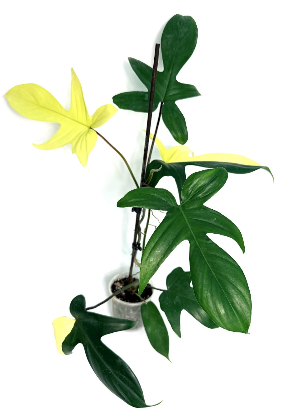 Philodendron_Florida_Beauty_Variegata