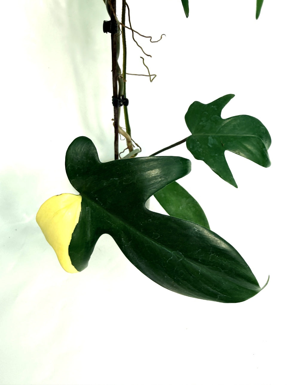 Philodendron_Florida_Beauty_Variegata