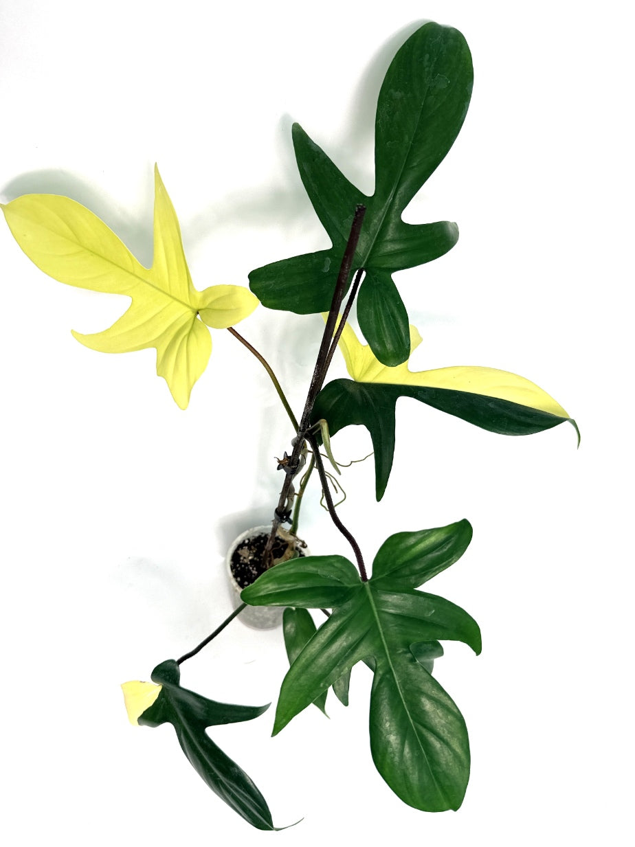 Philodendron_Florida_Beauty_Variegata