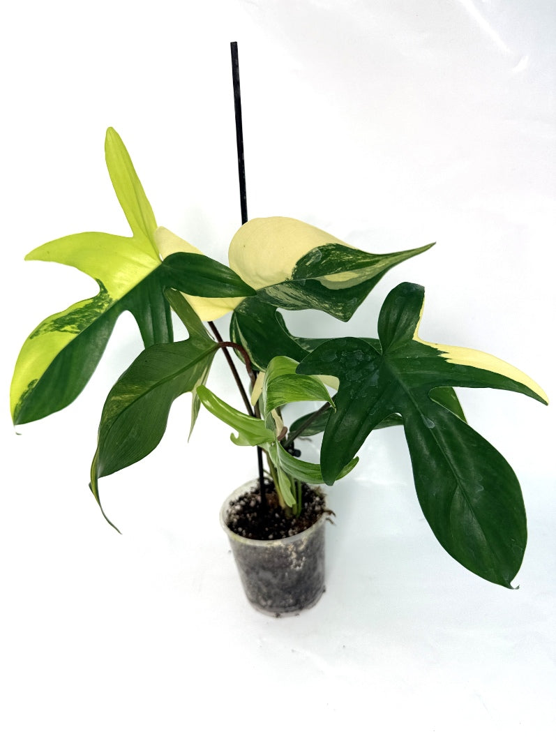 Philodendron_Florida_Beauty_Variegata
