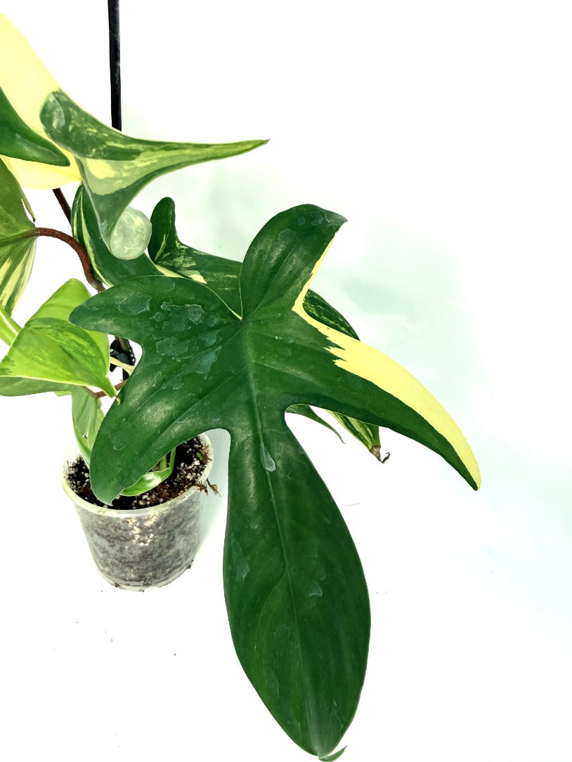 Philodendron_Florida_Beauty_Variegata