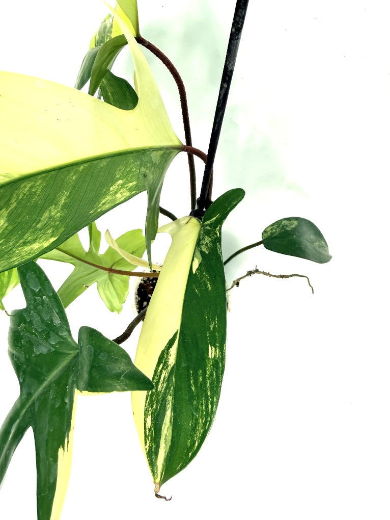 Philodendron_Florida_Beauty_Variegata