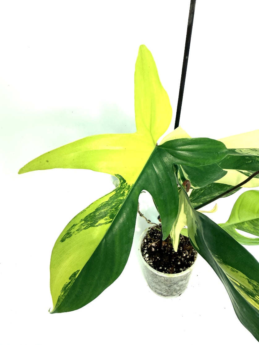 Philodendron_Florida_Beauty_Variegata