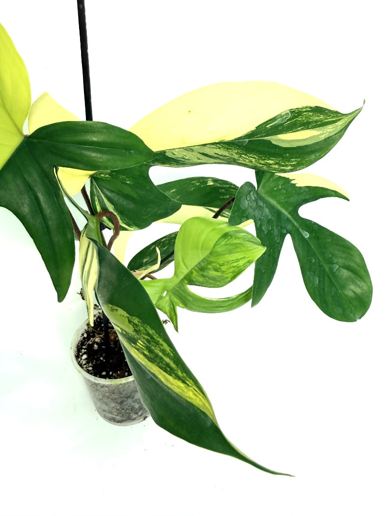 Philodendron_Florida_Beauty_Variegata