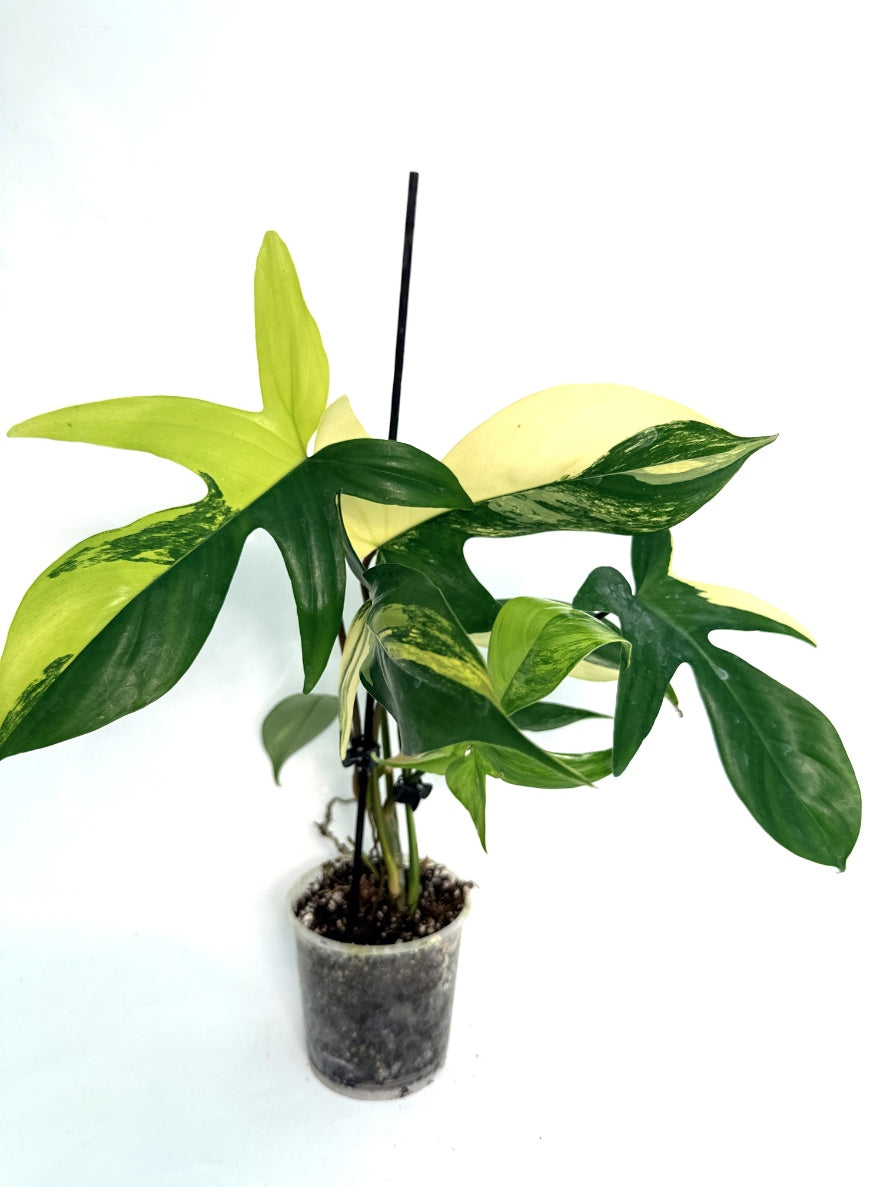 Philodendron_Florida_Beauty_Variegata
