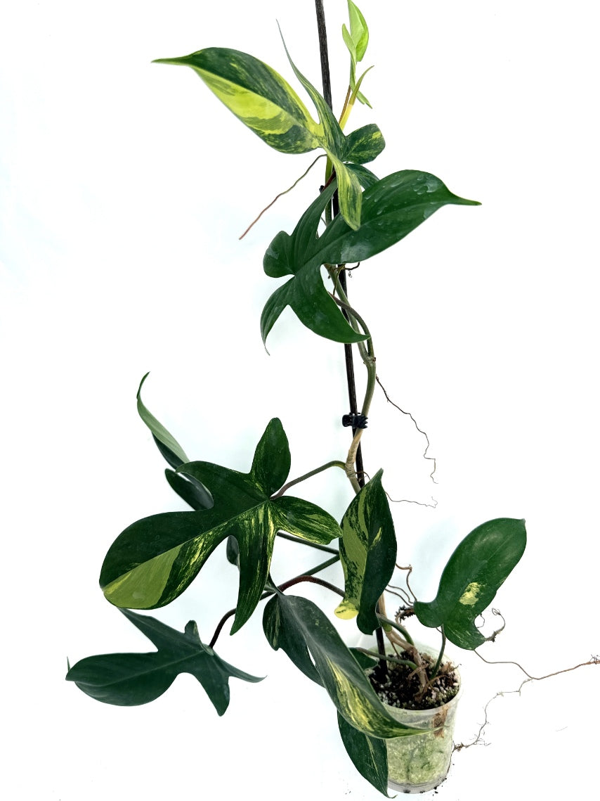 Philodendron_Florida_Beauty_Variegata