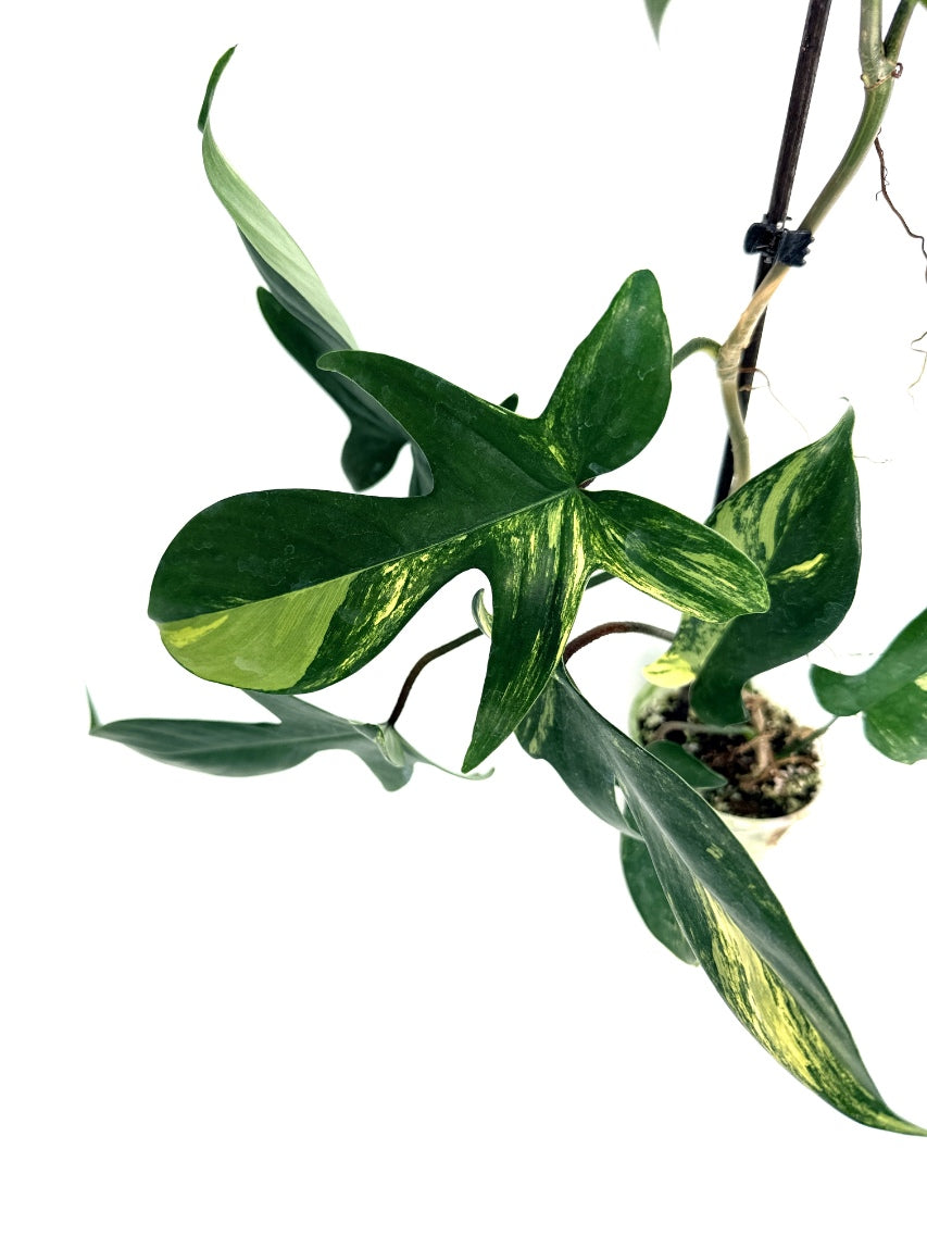 Philodendron_Florida_Beauty_Variegata