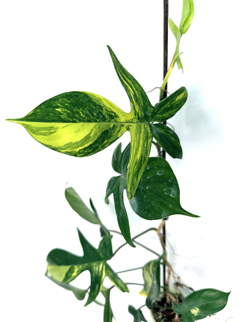 Philodendron_Florida_Beauty_Variegata