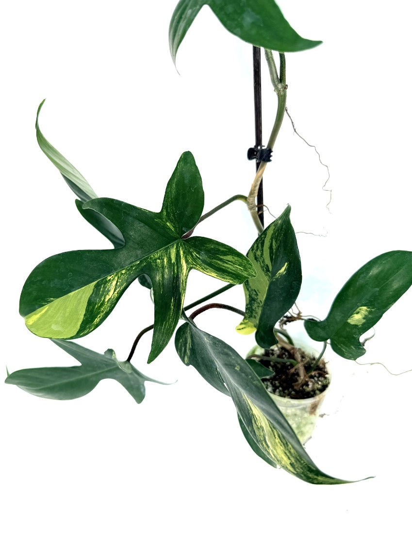 Philodendron_Florida_Beauty_Variegata