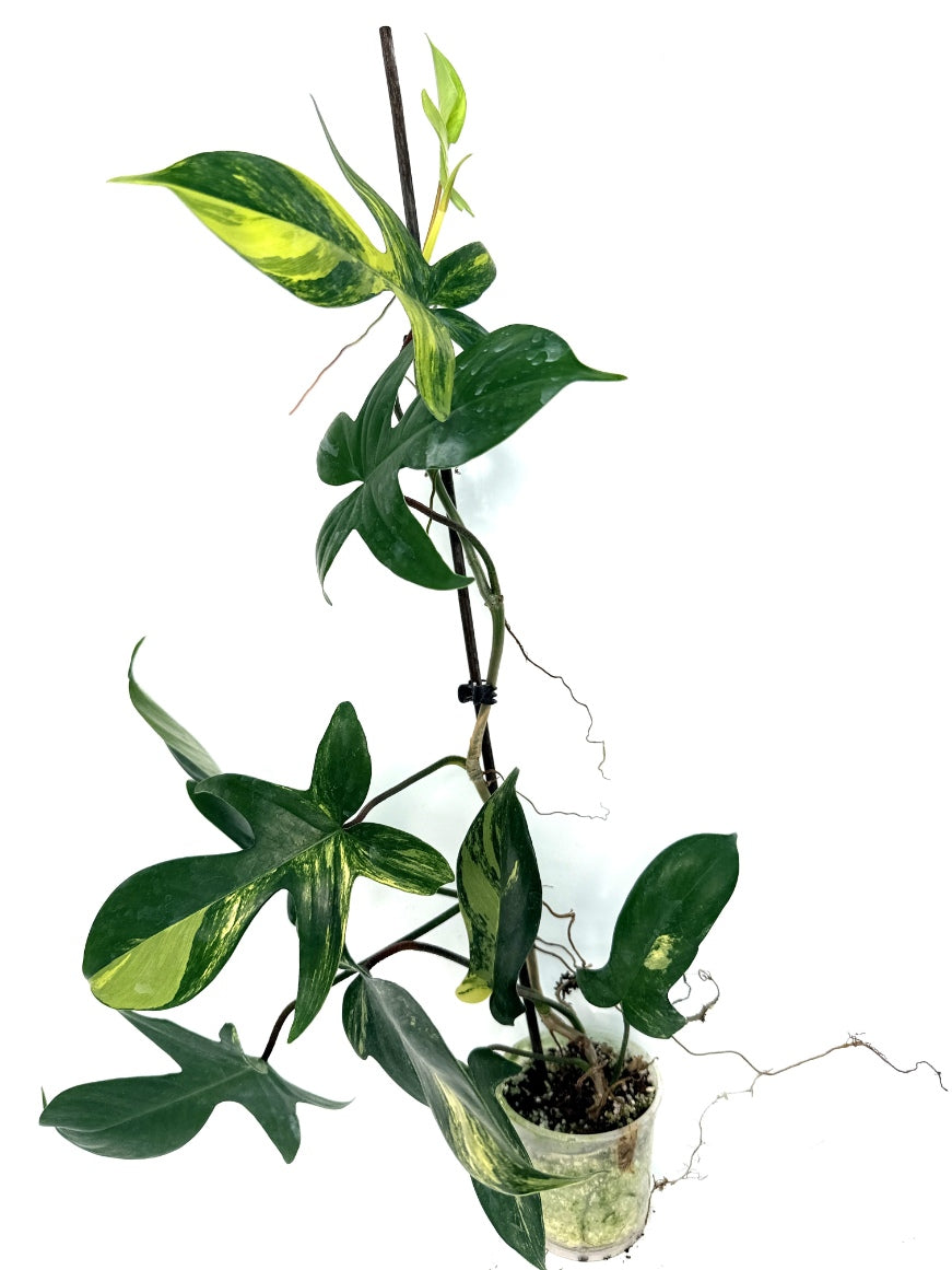 Philodendron_Florida_Beauty_Variegata