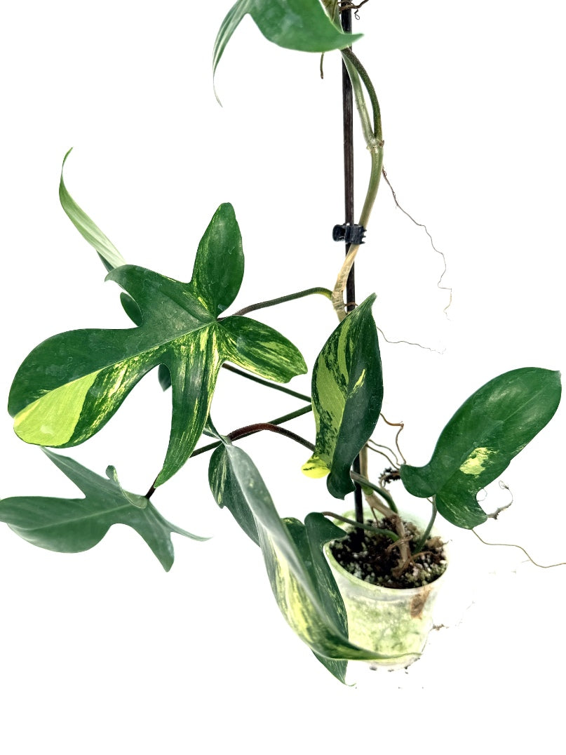 Philodendron_Florida_Beauty_Variegata