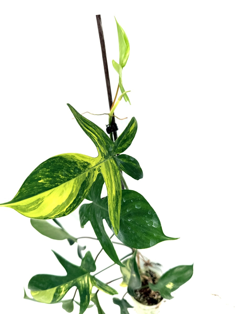 Philodendron_Florida_Beauty_Variegata