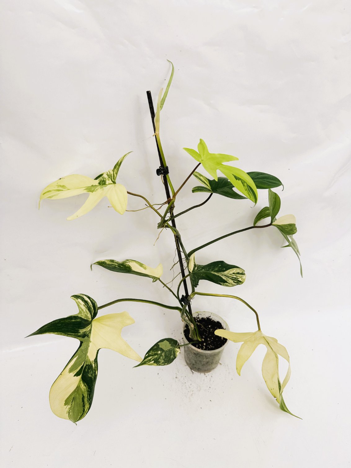 Philodendron_Florida_Beauty_Variegata