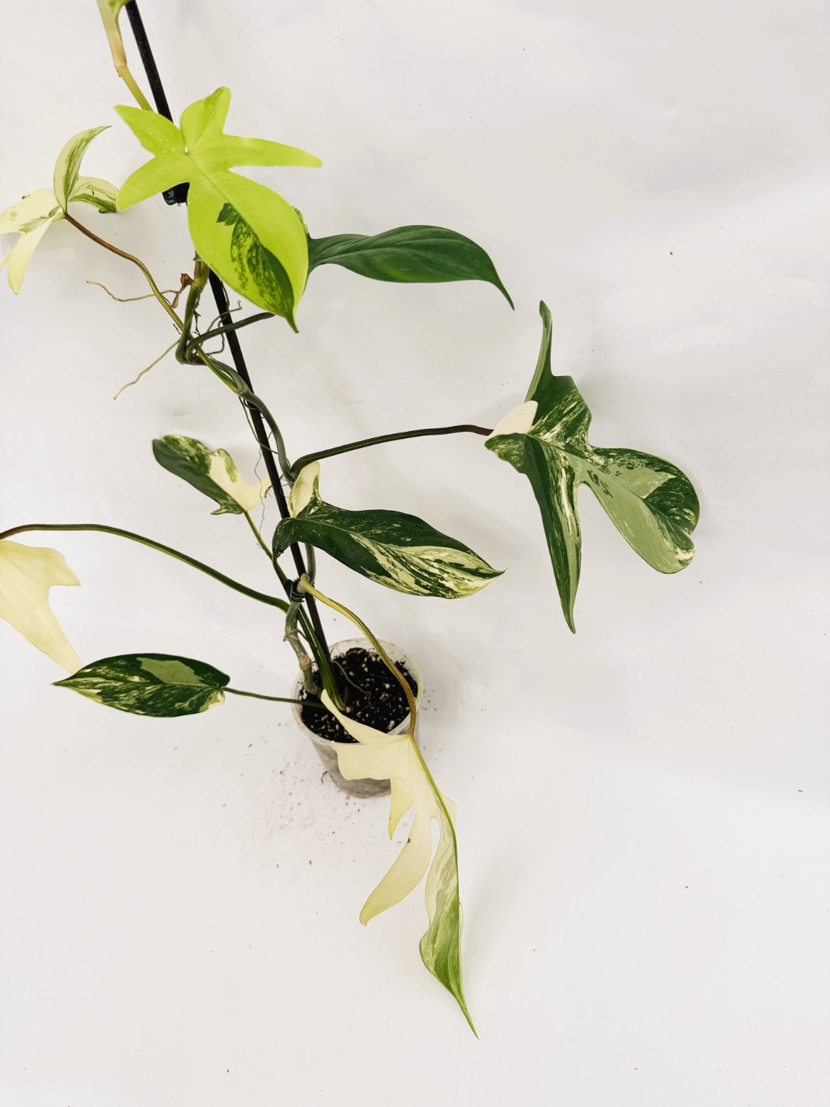 Philodendron_Florida_Beauty_Variegata