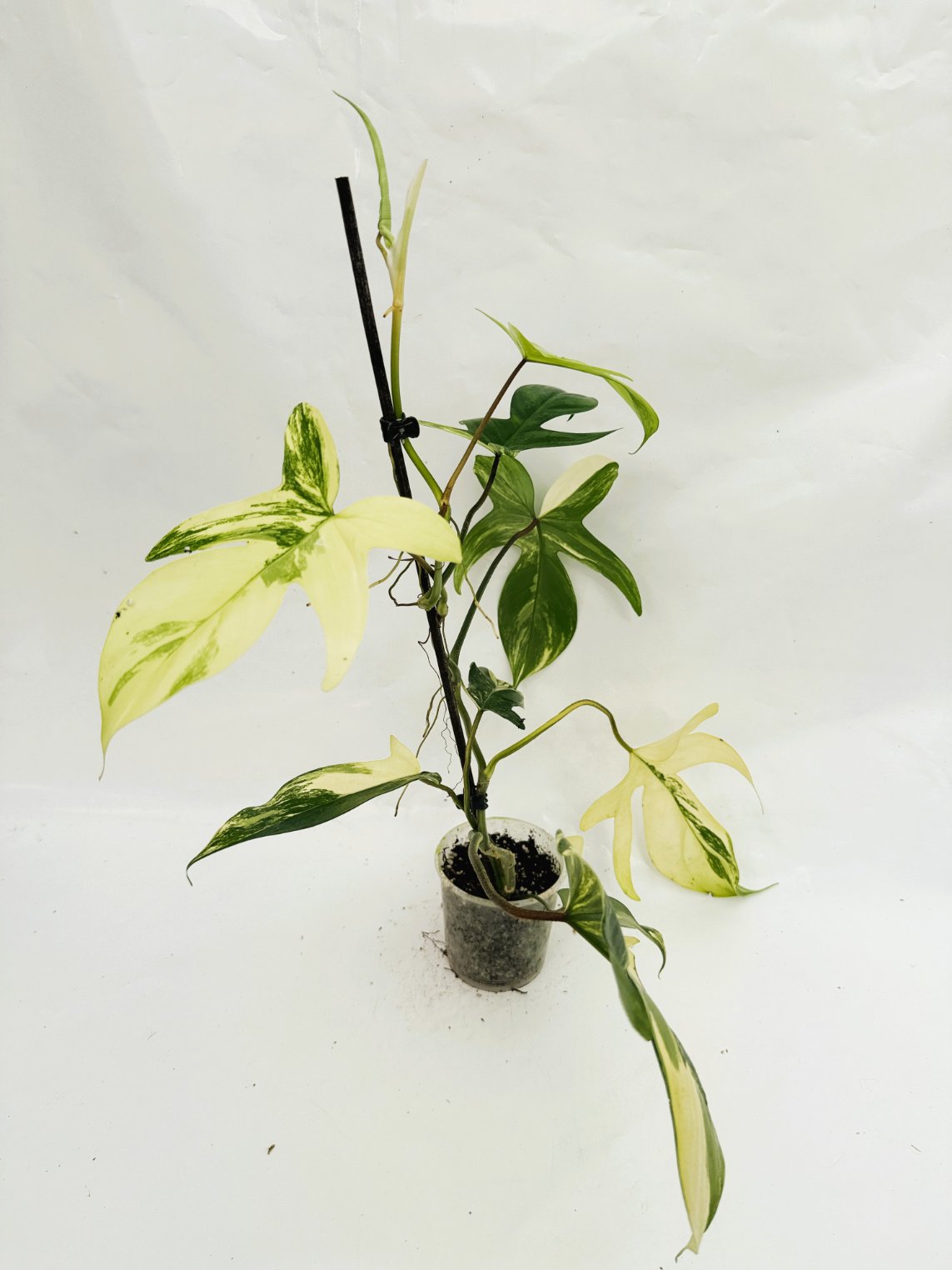 Philodendron_Florida_Beauty_Variegata