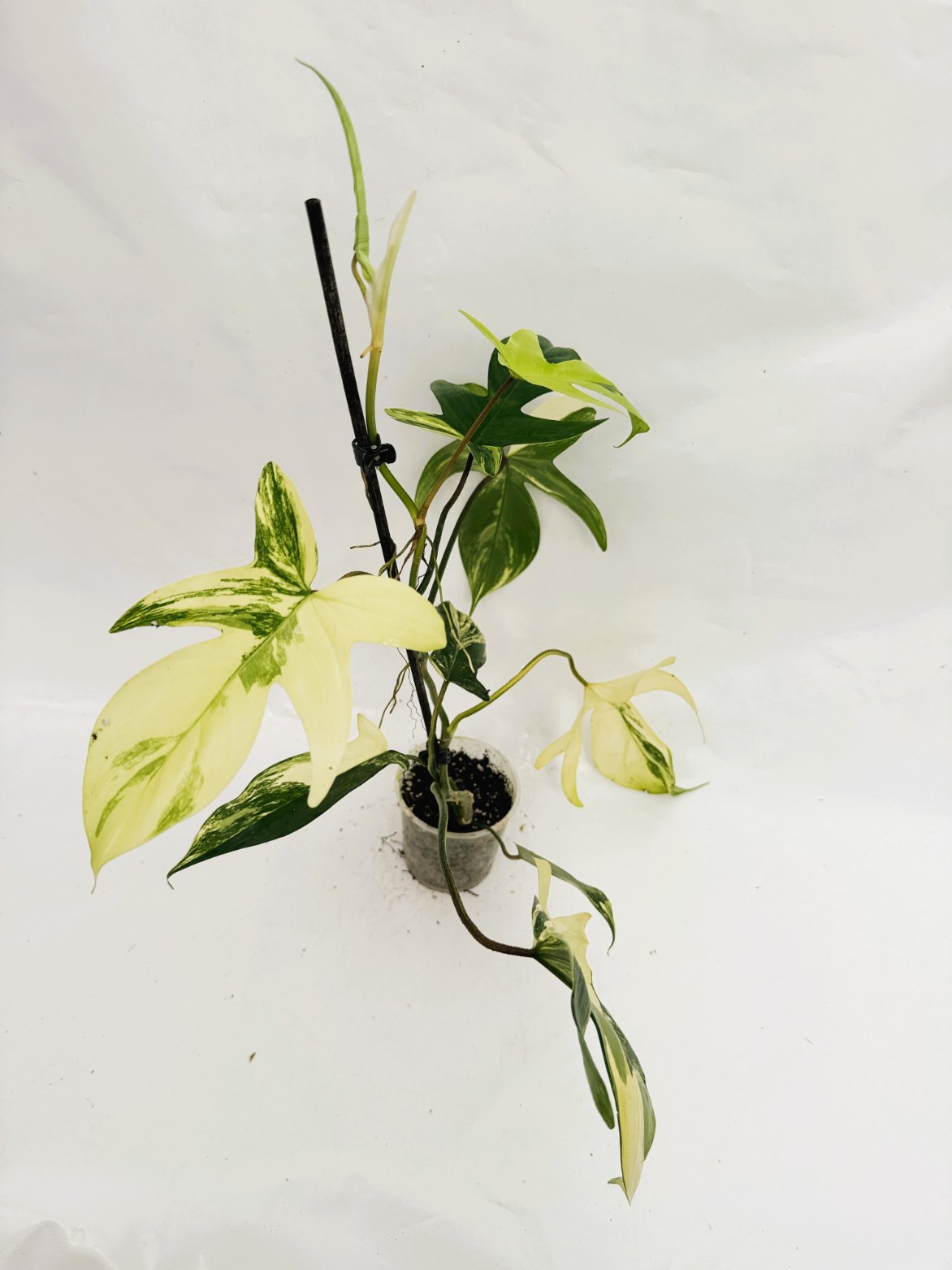Philodendron_Florida_Beauty_Variegata