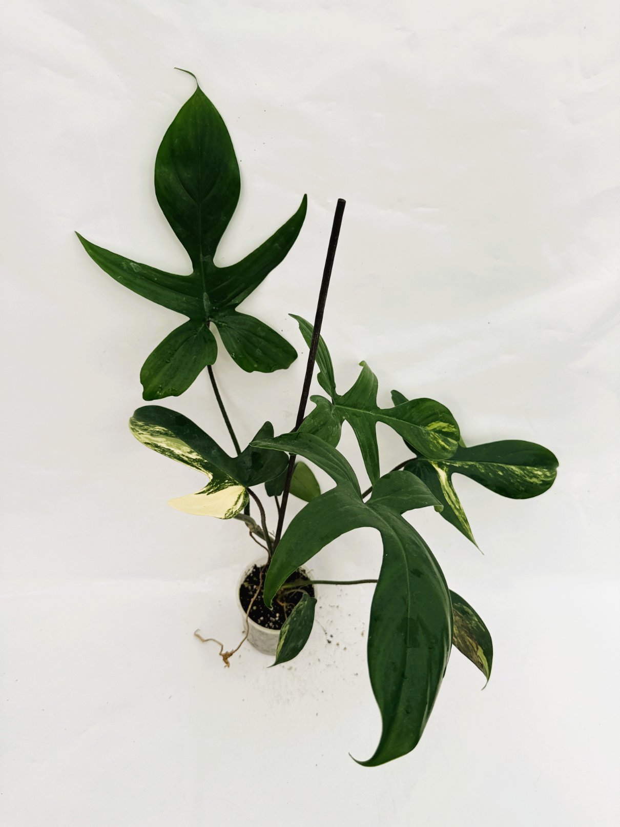 Philodendron_Florida_Beauty_Variegata