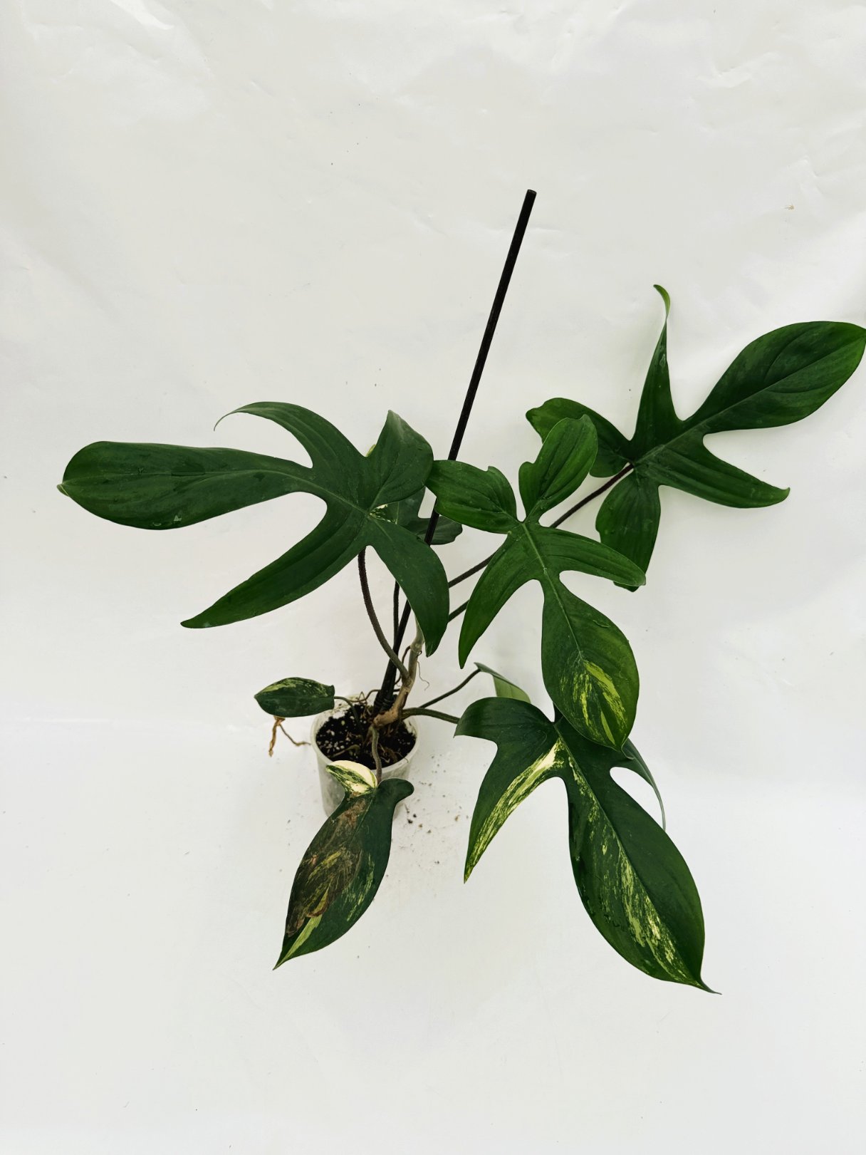Philodendron_Florida_Beauty_Variegata