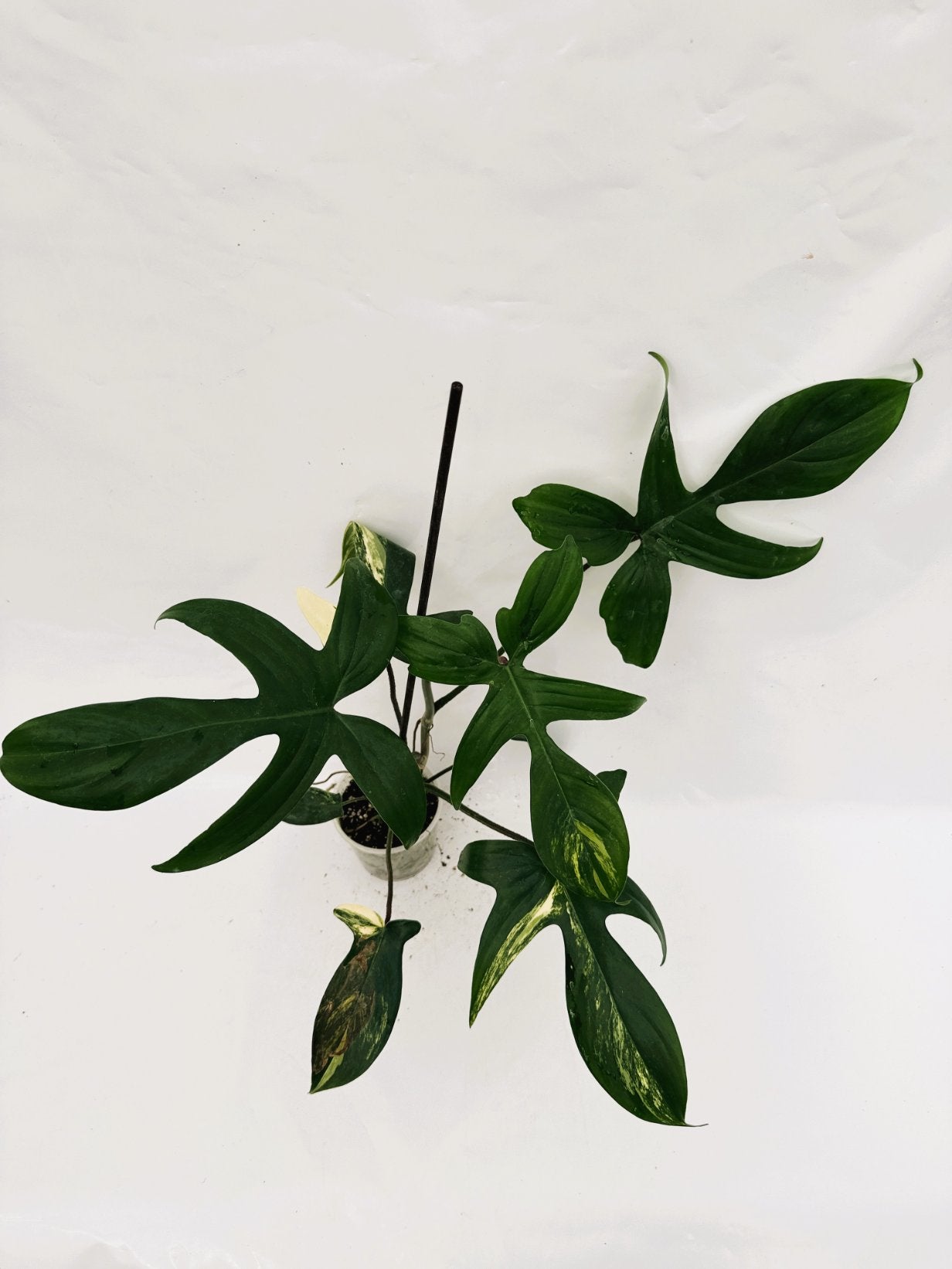 Philodendron_Florida_Beauty_Variegata