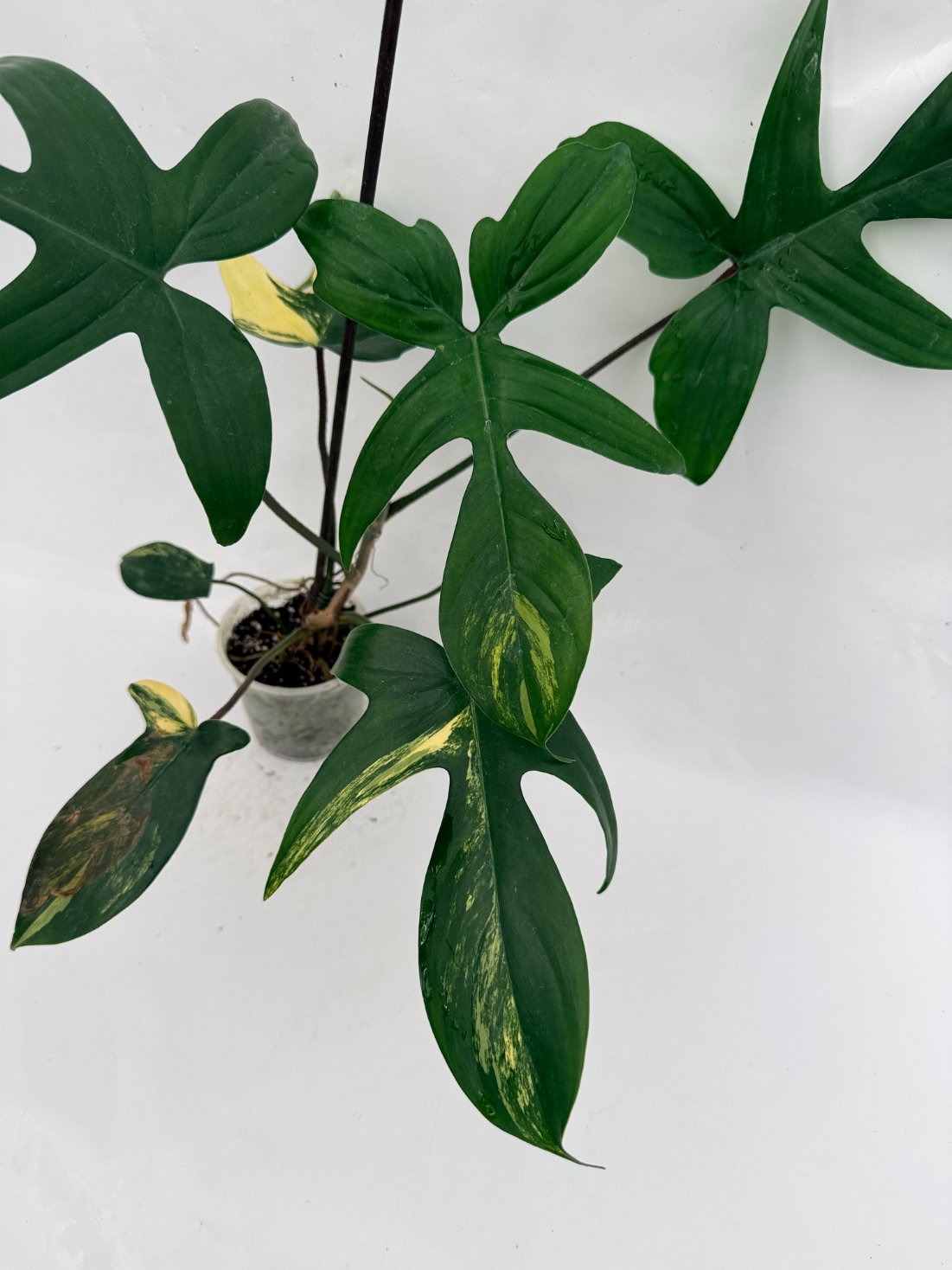 Philodendron_Florida_Beauty_Variegata