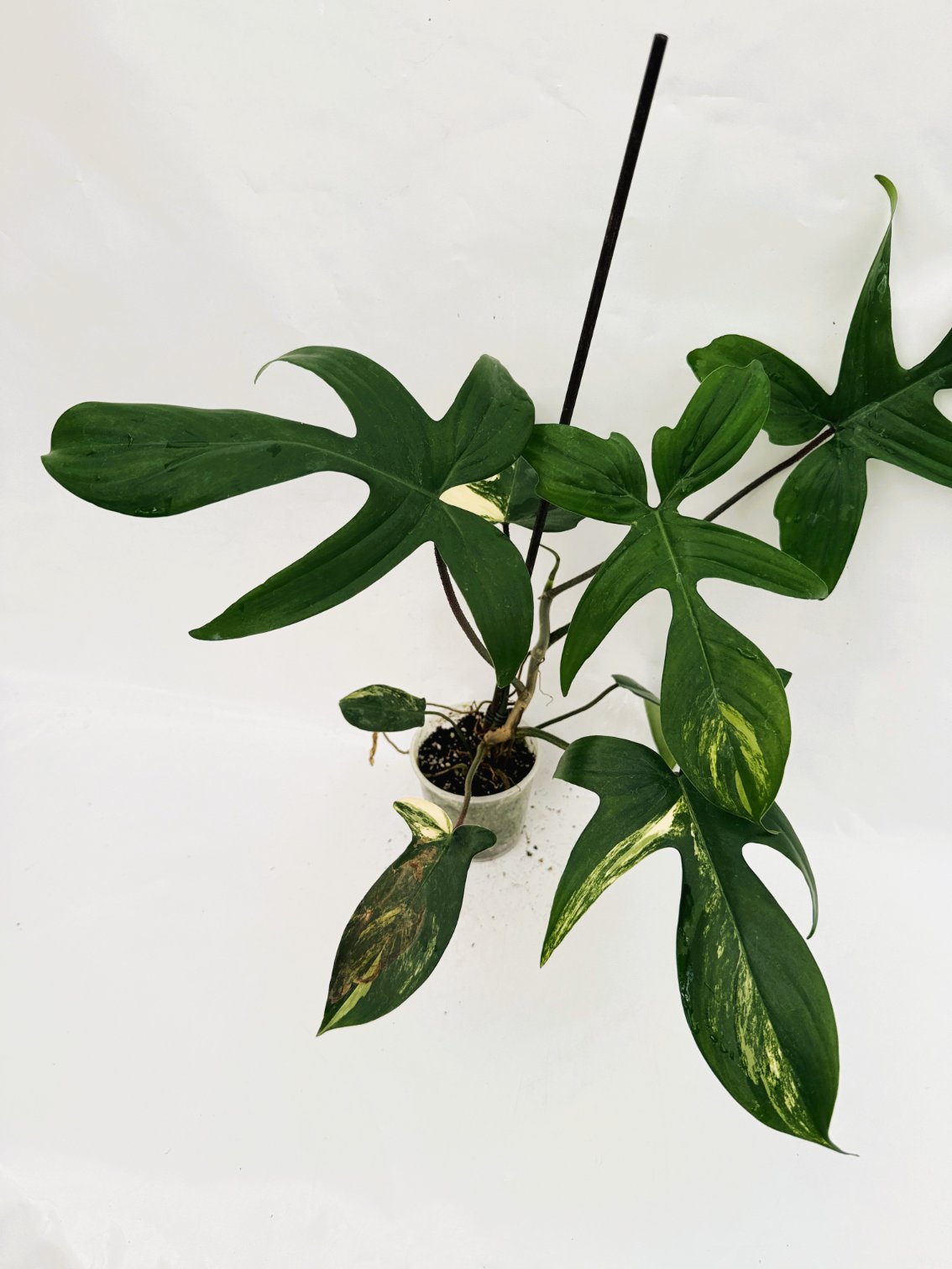 Philodendron_Florida_Beauty_Variegata