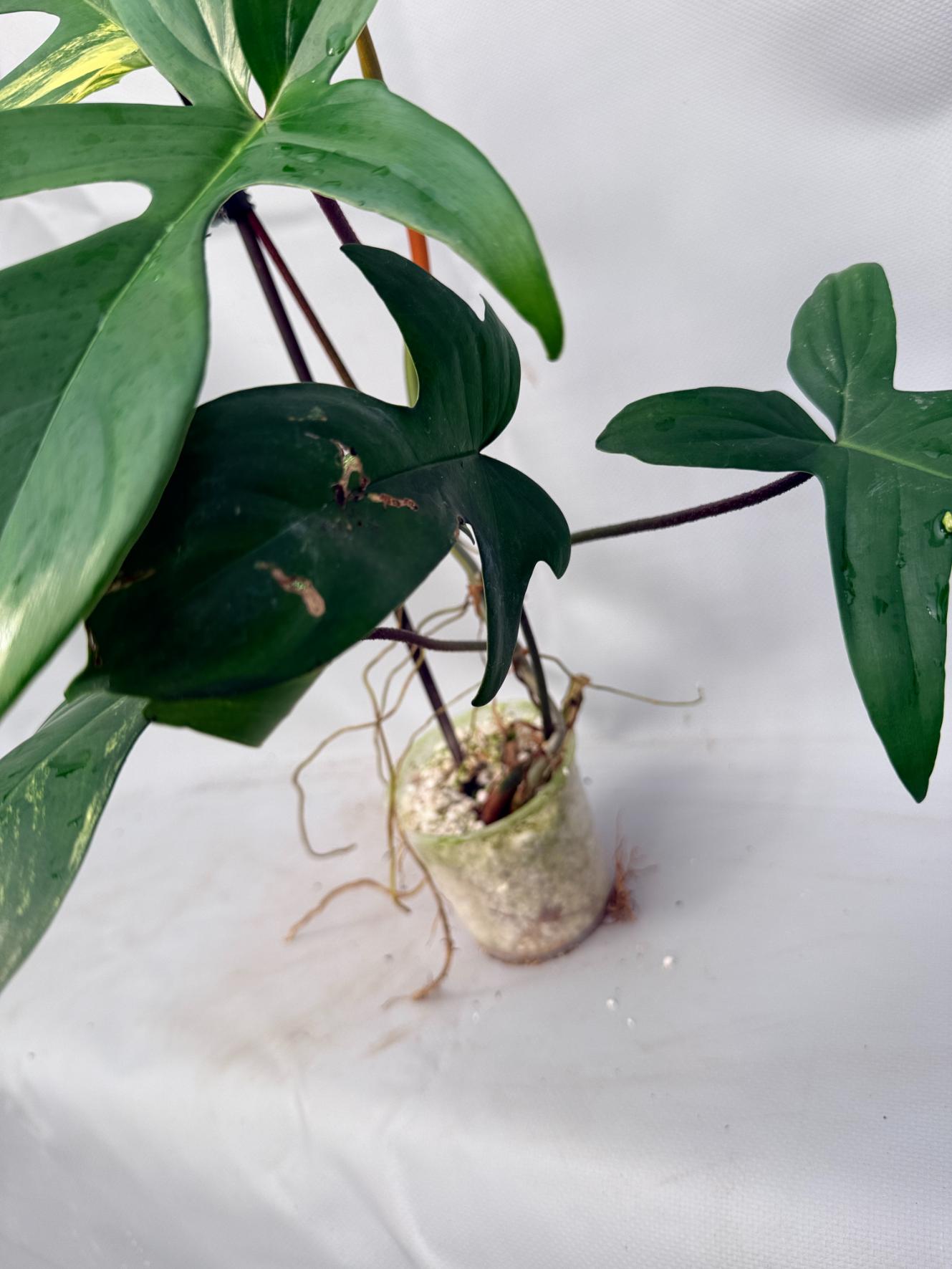 Philodendron Florida Beauty Variegata  9