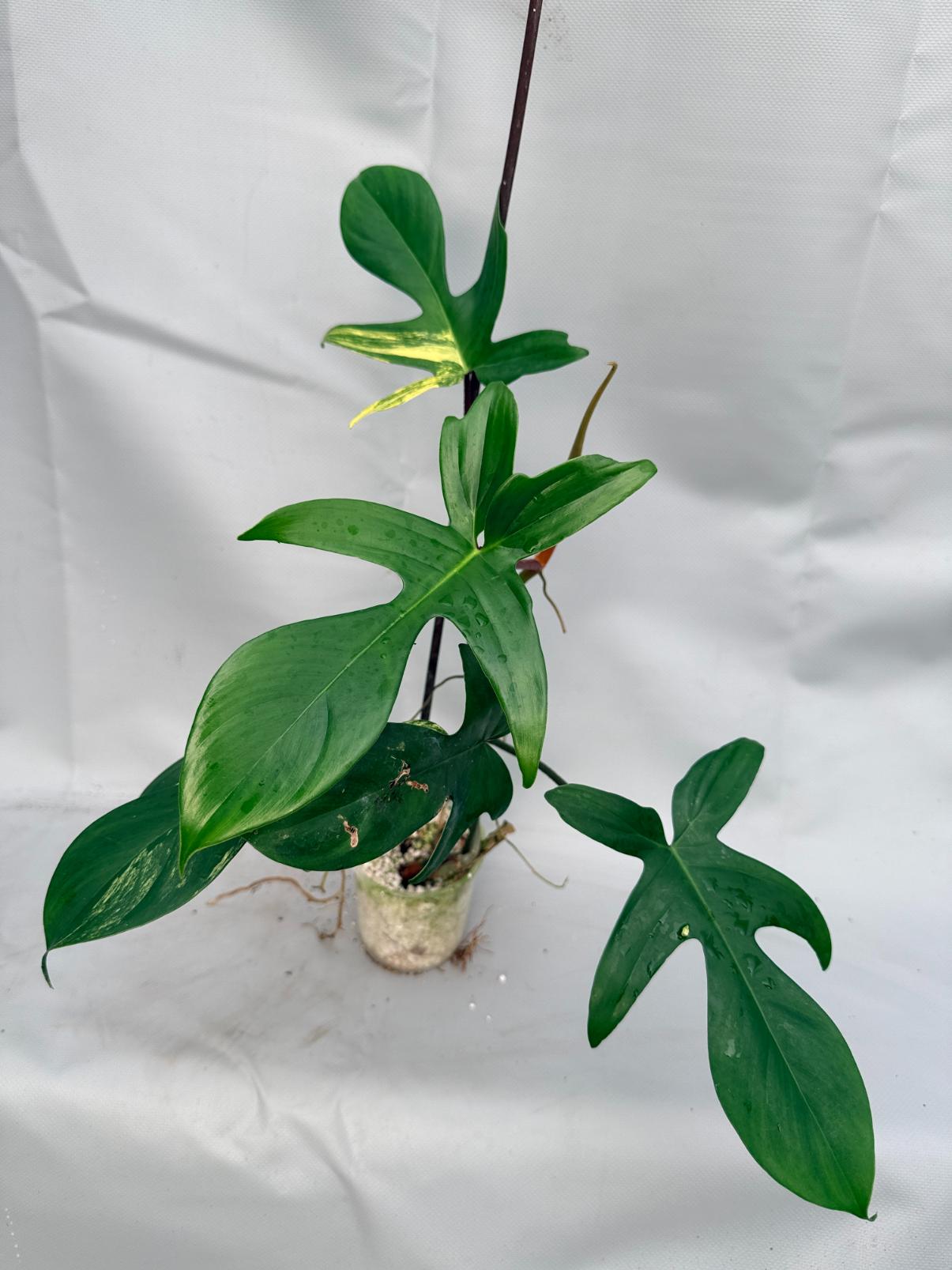 Philodendron Florida Beauty Variegata  1