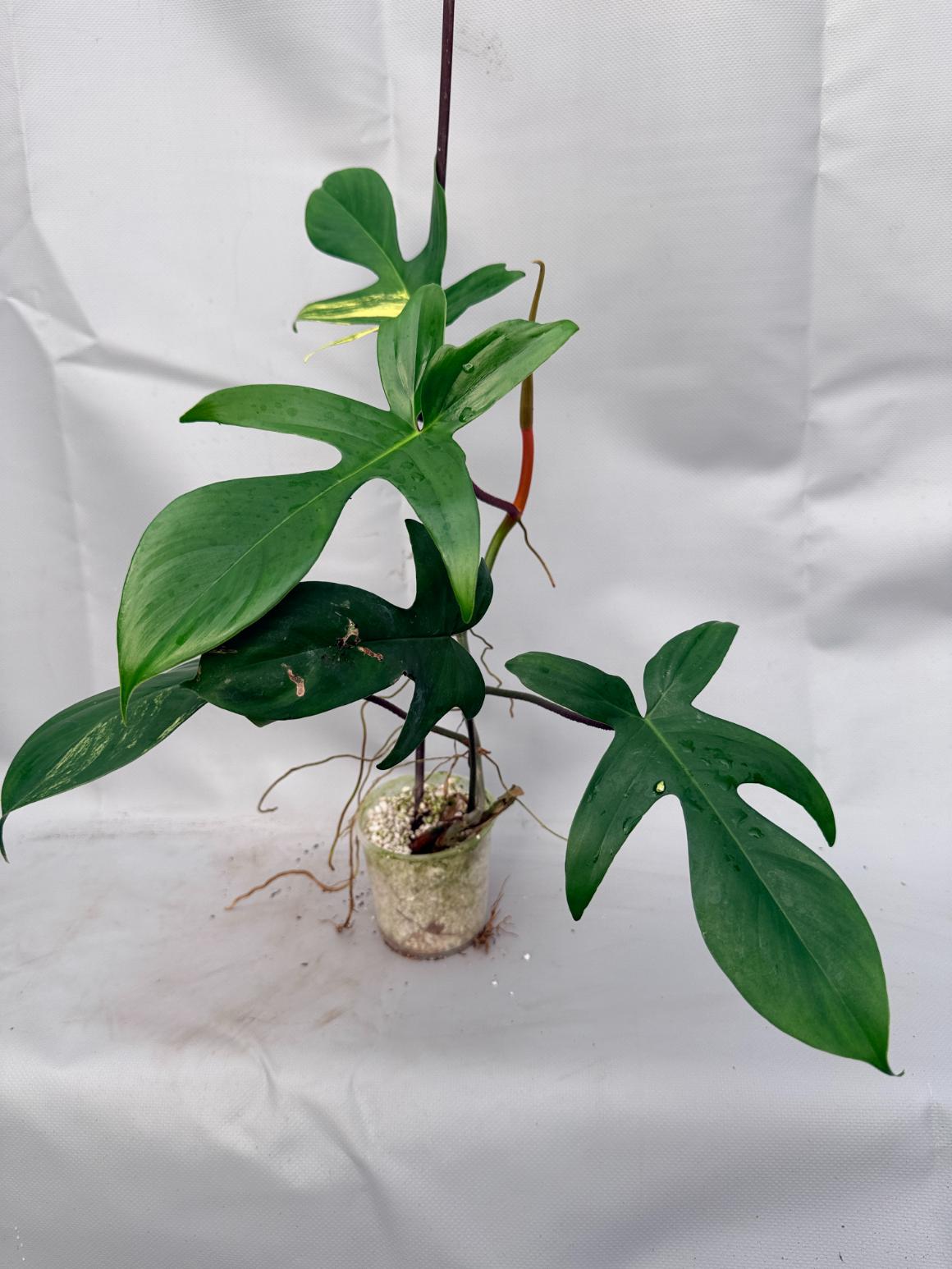 Philodendron Florida Beauty Variegata  2
