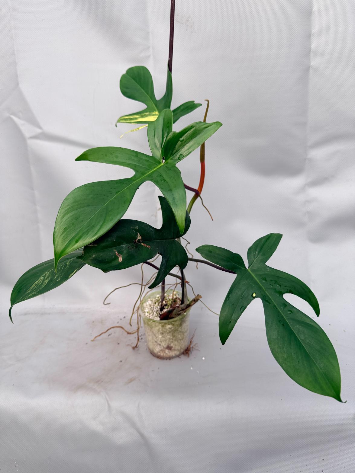 Philodendron Florida Beauty Variegata  3