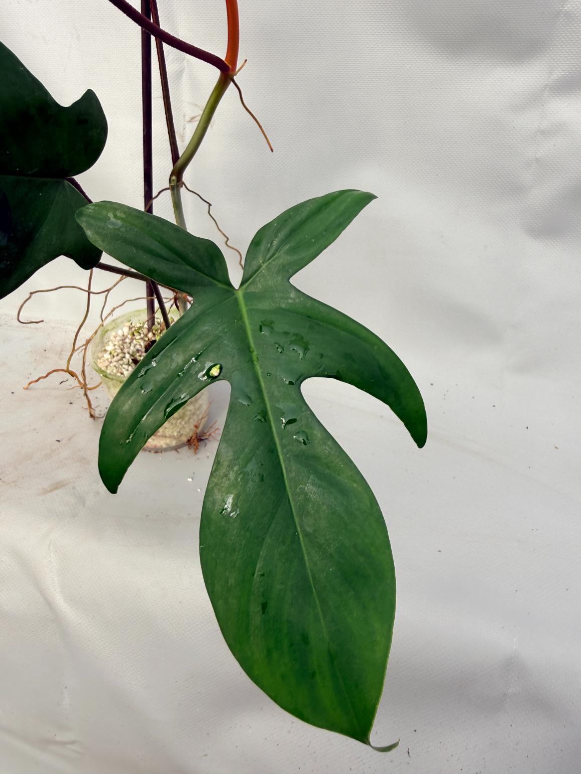 Philodendron Florida Beauty Variegata  4