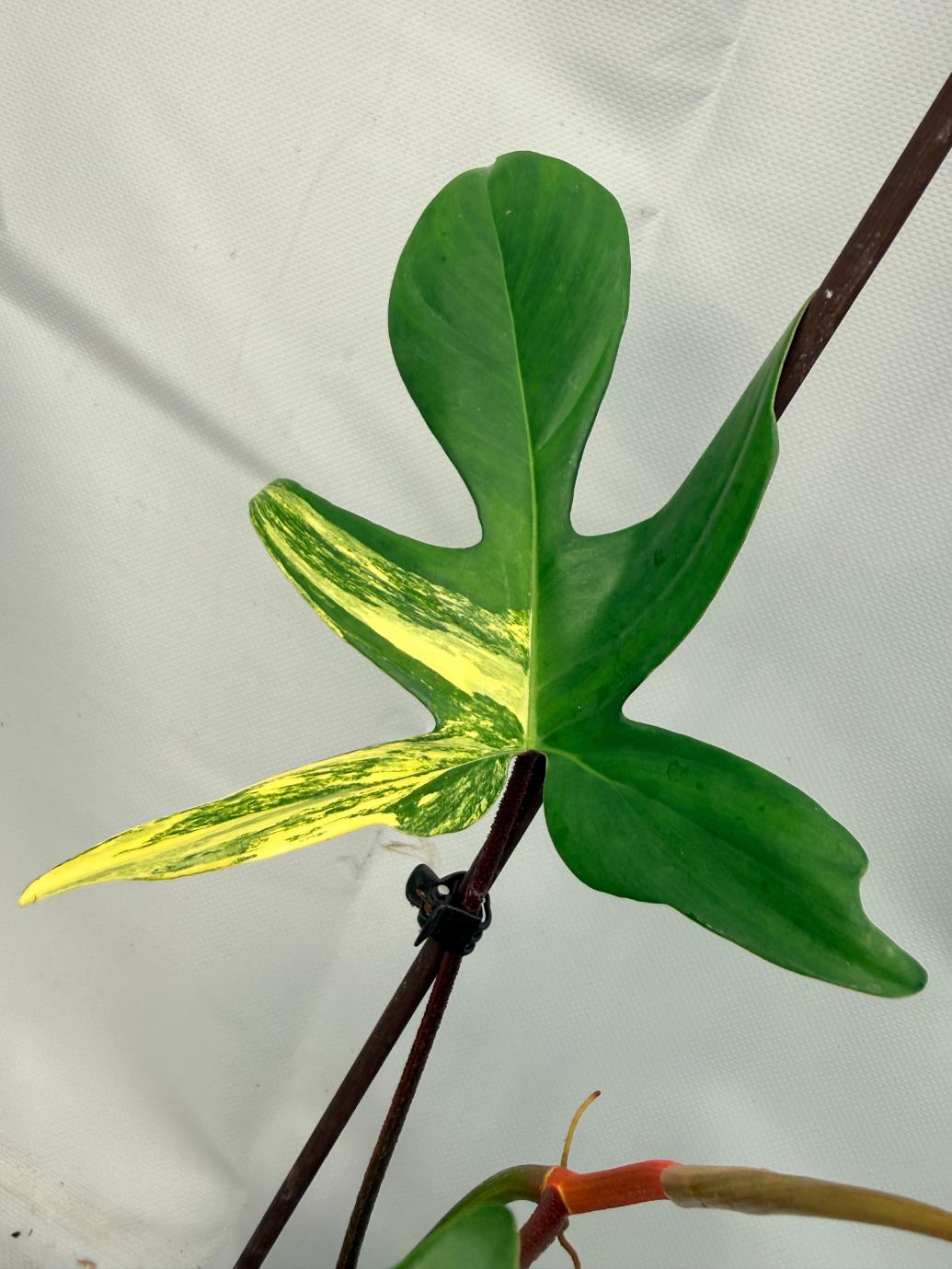 Philodendron Florida Beauty Variegata  5