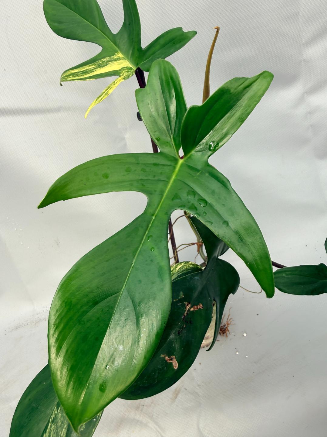 Philodendron Florida Beauty Variegata  6