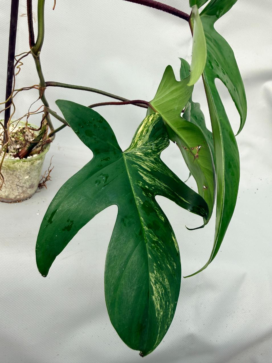 Philodendron Florida Beauty Variegata  7