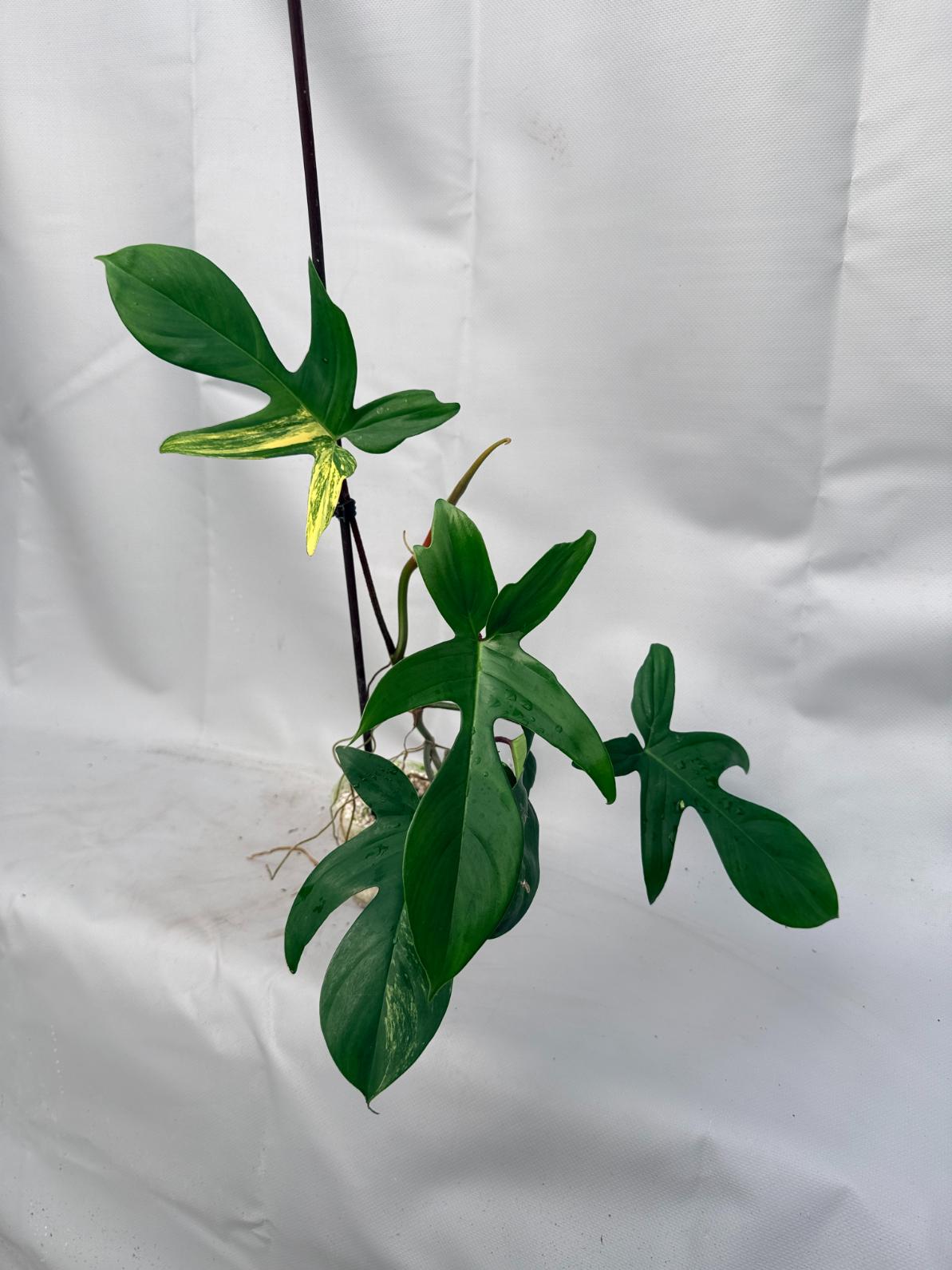 Philodendron Florida Beauty Variegata  8