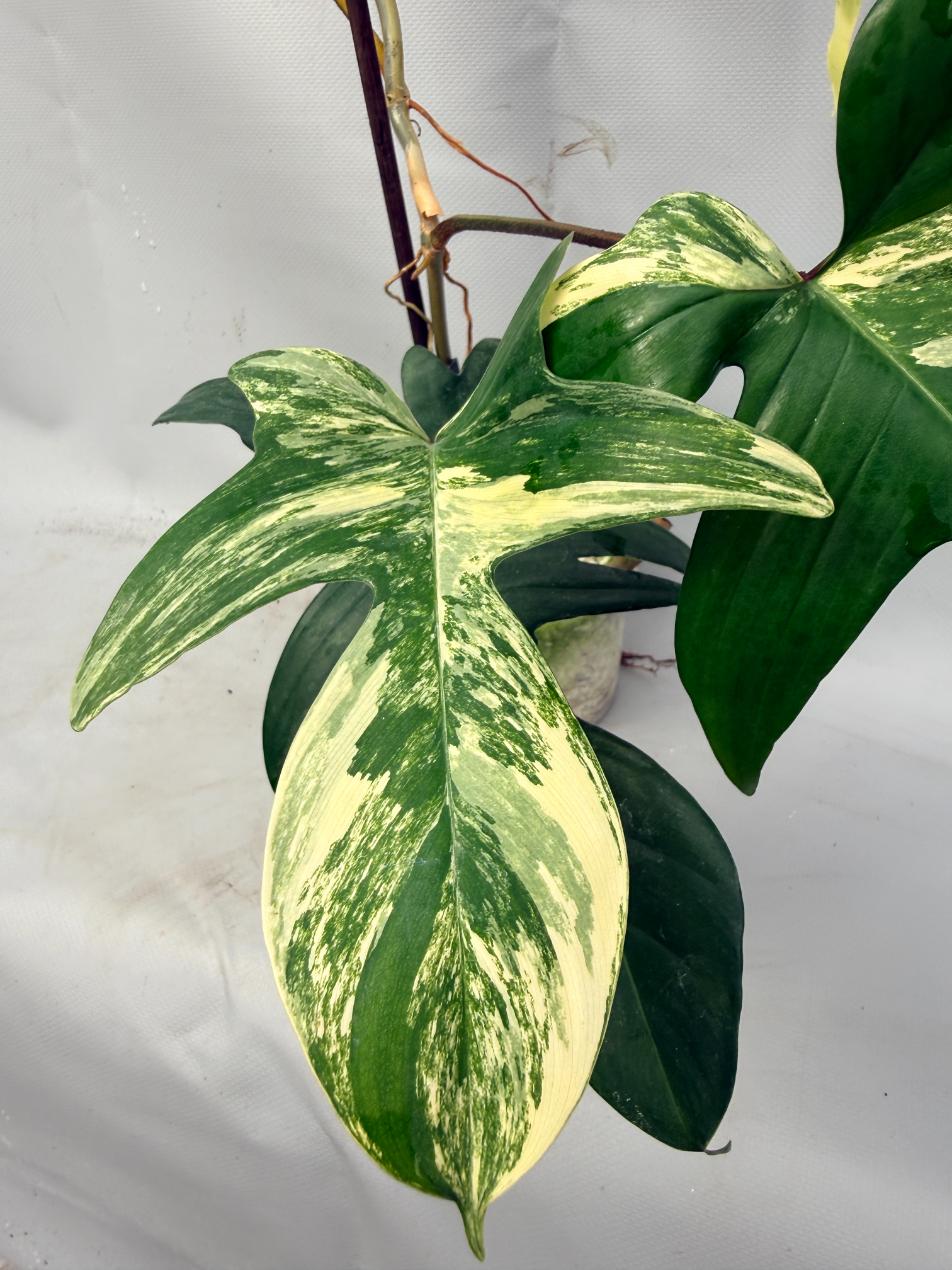 Philodendron Florida Beauty Variegata  9