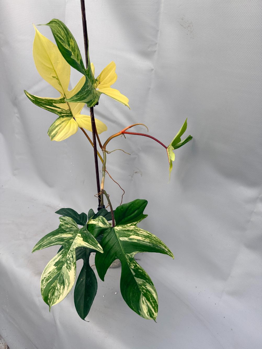 Philodendron Florida Beauty Variegata 10