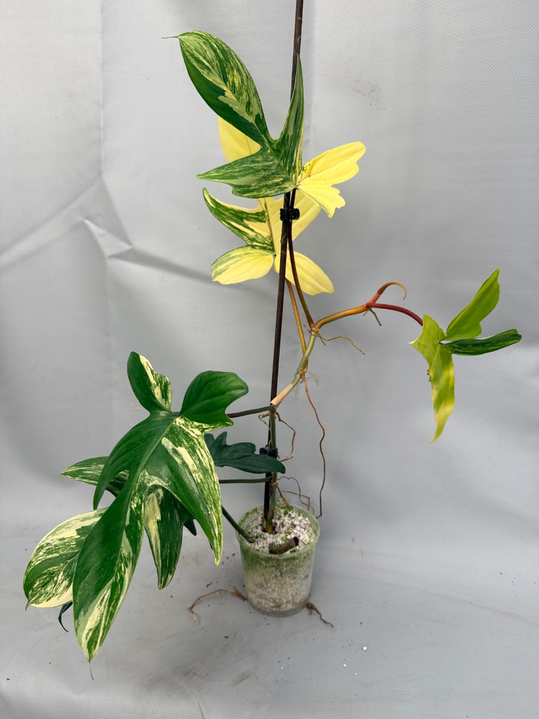 Philodendron Florida Beauty Variegata 1