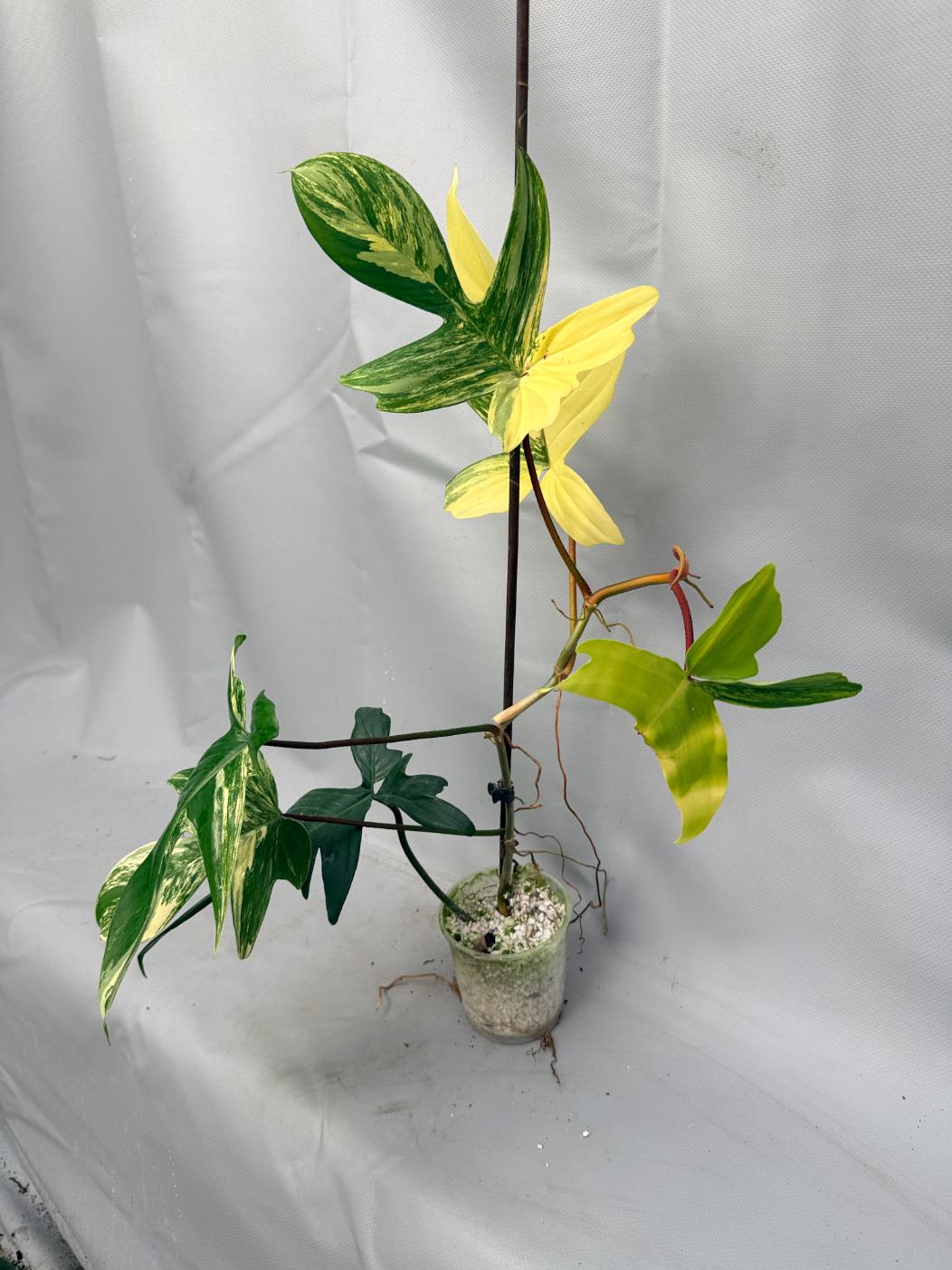 Philodendron Florida Beauty Variegata 2