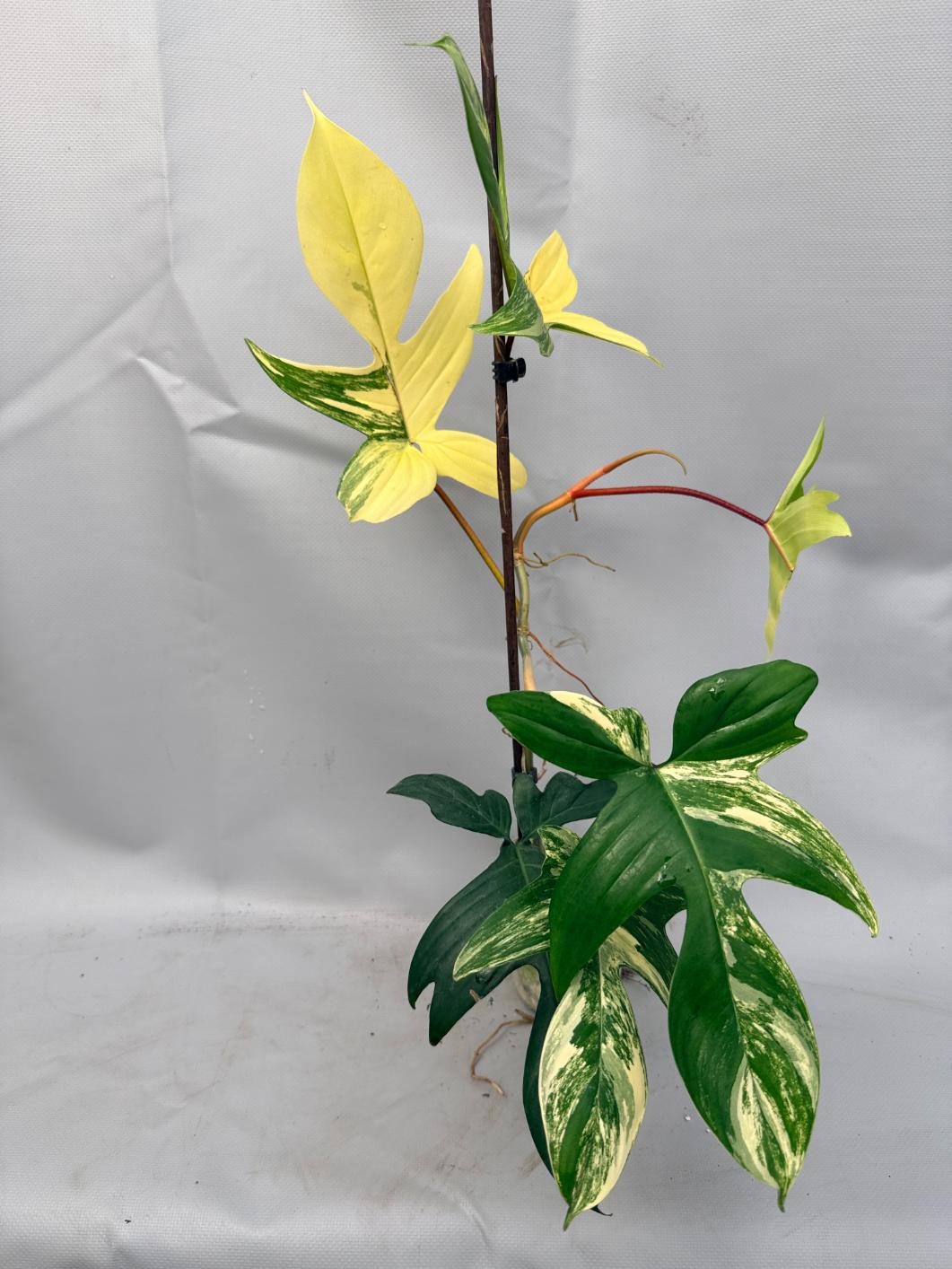 Philodendron Florida Beauty Variegata 3